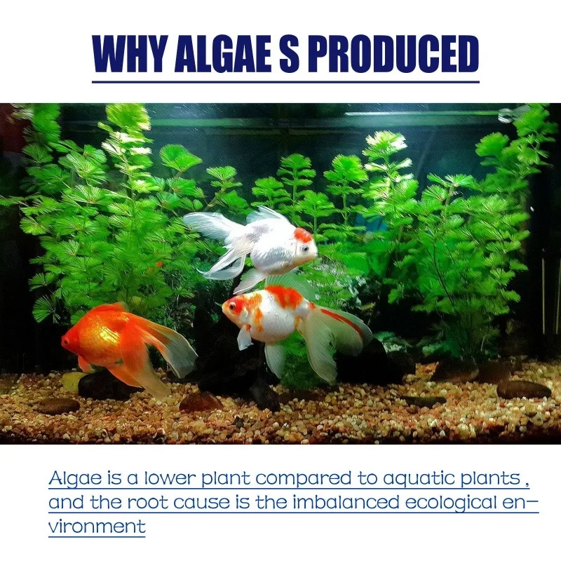 50g High Efficiency Algaecide  - Water Soluble Stabilizer ulasan dan harga